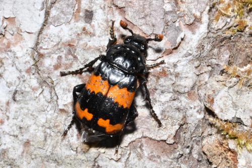 Nicrophorus investigator
